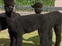 Pregnant and foaling alpaca mares, foals for sale