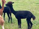 Pregnant and foaling alpaca mares, foals for sale