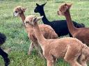 Pregnant and foaling alpaca mares, foals for sale