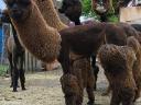 Pregnant and foaling alpaca mares, foals for sale