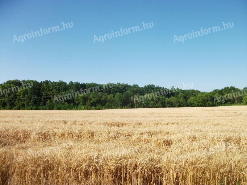 Arable land for sale