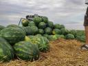 Zum Verkauf steht eine aus erster Ernte gesäte Wassermelone der Sorte Rubin