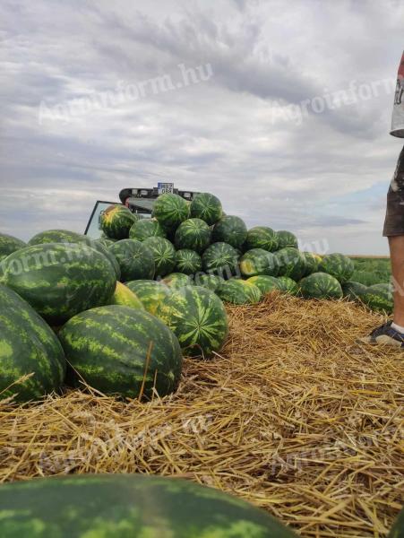 Zum Verkauf steht eine aus erster Ernte gesäte Wassermelone der Sorte Rubin