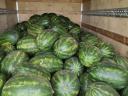 First bunch of Rubin variety watermelons for sale