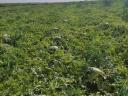 First bunch of Rubin variety watermelons for sale