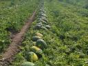 First bunch of Rubin variety watermelons for sale