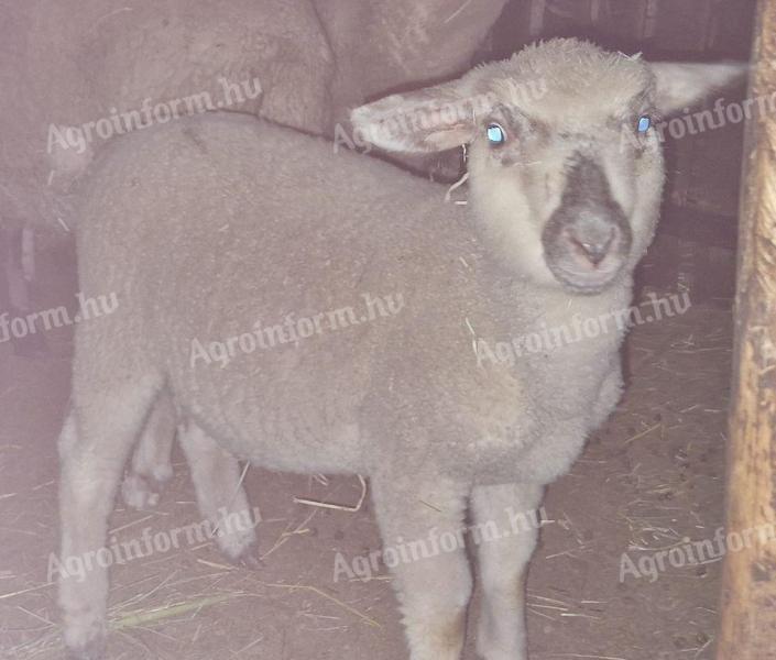 Election small ram for sale