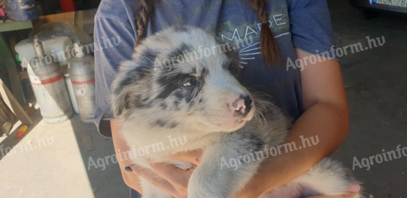 Border collie puppies