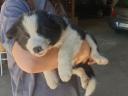 Border-Collie-Welpen