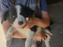 Border collie puppies