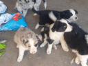 Border collie puppies