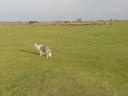 Border collie puppies