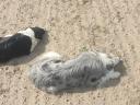 Border collie puppies