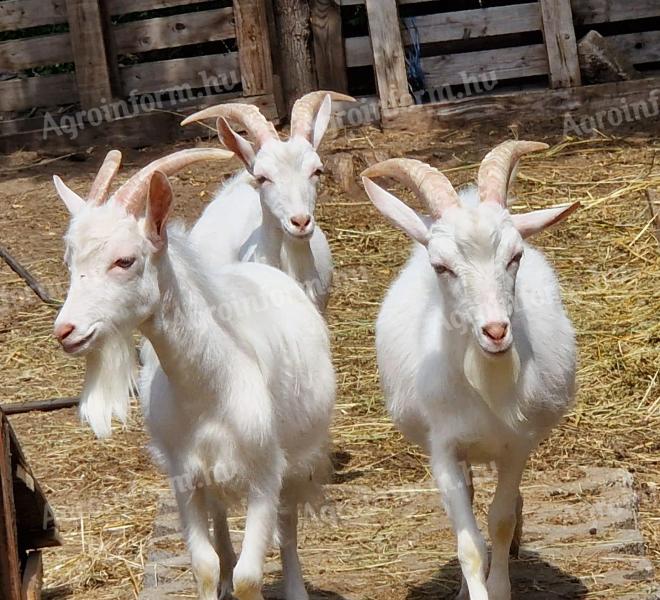 Ein 1-jähriger Bock aus Sanentál sucht einen neuen Harem von einem reinrassigen Vererber