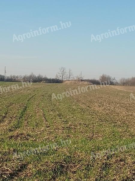 Szeged-Szentmihályi arable land for sale