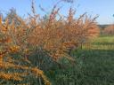 Sea buckthorn for sale