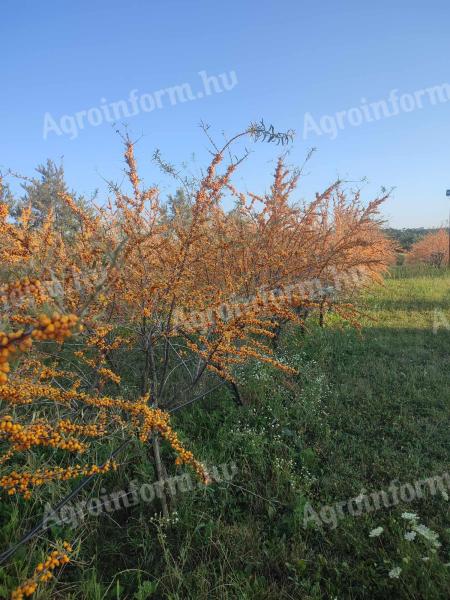 Sea buckthorn for sale