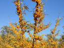 Sea buckthorn for sale