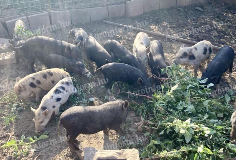 Vietnamese piglets