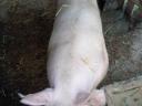 Hungarian great white sow, parent