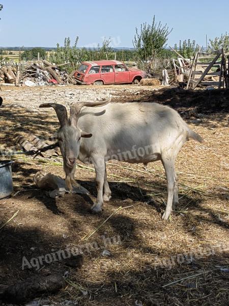 Large land goats