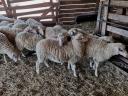 April pedigree cicta jerke lambs for sale