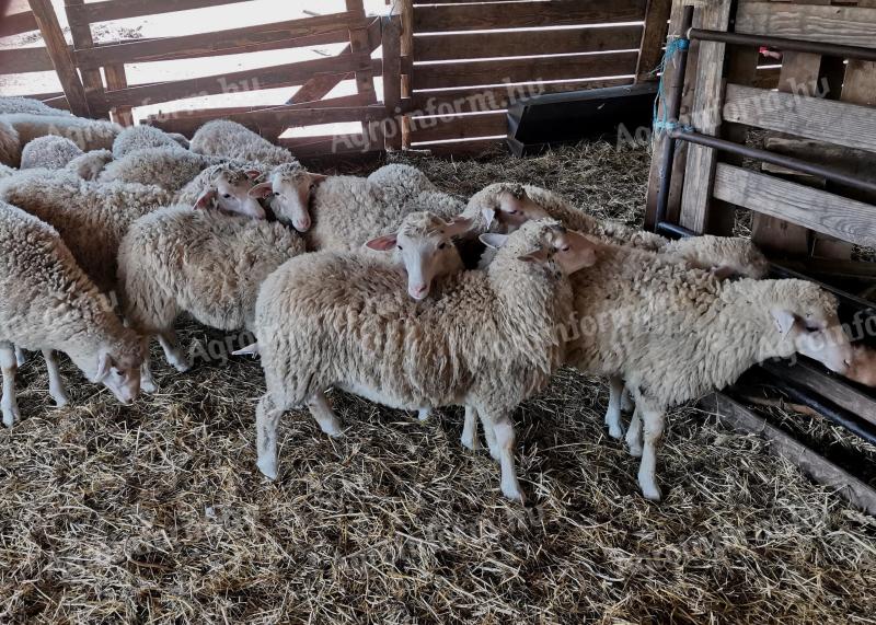 April pedigree cicta jerke lambs for sale