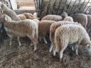 April pedigree cicta jerke lambs for sale