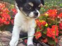 Long-haired, mini tricolour chihuahua puppies available for free