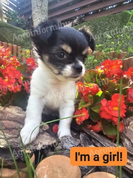 Long-haired, mini tricolour chihuahua puppies available for free