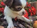 Long-haired, mini tricolour chihuahua puppies available for free