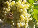 Királyleányka and kékfrankos wine grapes from a wine grower