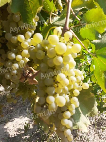 Királyleányka and kékfrankos wine grapes from a wine grower