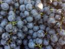 Királyleányka and kékfrankos wine grapes from a wine grower