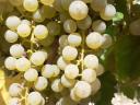 Királyleányka and kékfrankos wine grapes from a wine grower