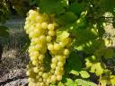 Királyleányka and kékfrankos wine grapes from a wine grower