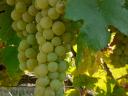 Királyleányka and kékfrankos wine grapes from a wine grower