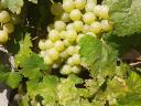 Királyleányka and kékfrankos wine grapes from a wine grower