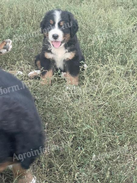 Berner Sennenhund-Welpen