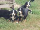 Puppies in the character of a herdsman