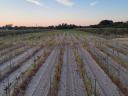 Vineyard for sale, Tabdi