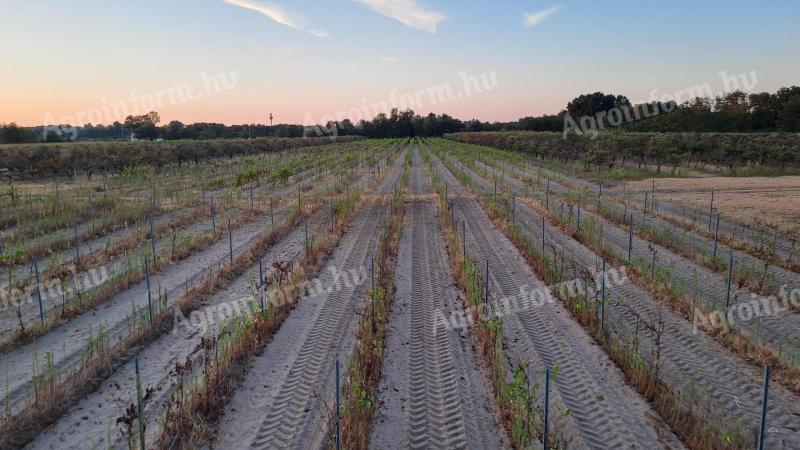 Vinograd za prodajo, Tabdi