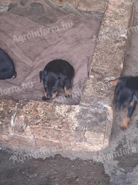 Hunting terrier puppies free