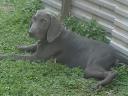 Weimaraner-Welpen suchen einen Besitzer