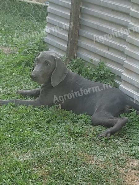 Weimaraner-Welpen suchen einen Besitzer