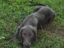 Weimaraner-Welpen suchen einen Besitzer