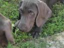 Weimaraner-Welpen suchen einen Besitzer