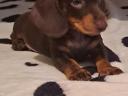 Dachshund puppies for free