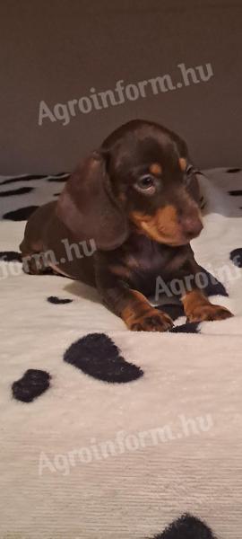 Dachshund cățeluși pentru liber