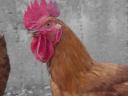 Red active rooster young for sale